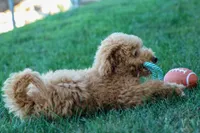 MAX, a male Miniature Goldendoodle for sale in Baltic, OH – 7 of 10