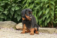 DAisy, a female Doberman Pinscher for sale in Baltic, OH – 6 of 9