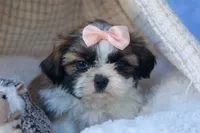 SALLY, a female Shih Tzu for sale in Baltic, OH – 7 of 10