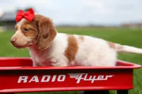 OSCAR, a male Miniature Dachshund for sale in Baltic, OH – 10 of 10