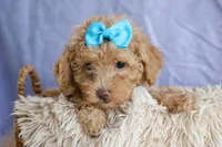 ARCHIE, a male Poodle - Miniature  for sale in Baltic, OH – 4 of 10