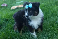 MAX, a male Miniature American Shepherd for sale in Baltic, OH – Photo 3 of 10