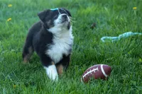 MAX, a male Miniature American Shepherd for sale in Baltic, OH – Photo 2 of 10