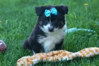 MAX, a male Miniature American Shepherd for sale in Baltic, OH – Photo 5 of 10