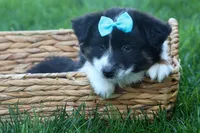 MAX, a male Miniature American Shepherd for sale in Baltic, OH – Photo 7 of 10