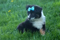 MAX, a male Miniature American Shepherd for sale in Baltic, OH – Photo 10 of 10