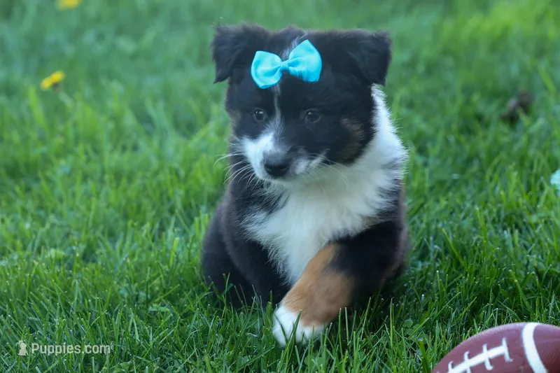 MAX – Miniature American Shepherd puppy for sale in Baltic, OH