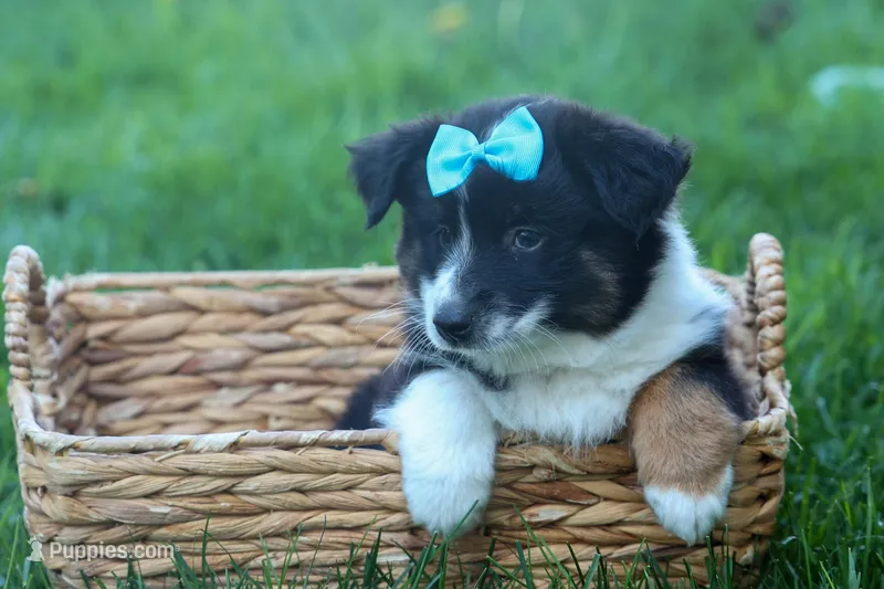 MAX – Miniature American Shepherd puppy for sale in Baltic, OH