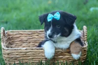 MAX, a male Miniature American Shepherd for sale in Baltic, OH – Photo 8 of 10