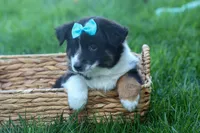 MAX, a male Miniature American Shepherd for sale in Baltic, OH – Photo 9 of 10