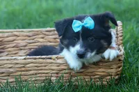 MAX, a male Miniature American Shepherd for sale in Baltic, OH – Photo 6 of 10