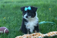 MAX, a male Miniature American Shepherd for sale in Baltic, OH – Photo 4 of 10