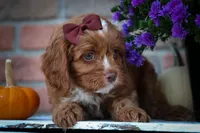 CHARLIE, a male Cavapoo for sale in Baltic, OH – 3 of 10