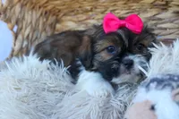 STELLA, a female Shih Tzu for sale in Baltic, OH – 2 of 10