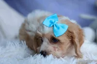 RUSTY, a male Cavachon for sale in Baltic, OH – 7 of 8