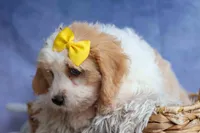 RUBY, a female Cavachon for sale in Baltic, OH – 4 of 10