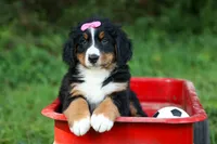 SALLY, a female Bernese Mountain Dog for sale in Baltic, OH – 8 of 10