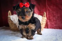 DOC, a male Yorkshire Terrier for sale in Baltic, OH – 10 of 10