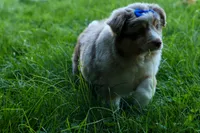 LEO, a male Miniature American Shepherd for sale in Baltic, OH – 9 of 10