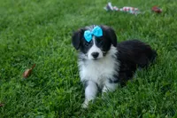NELSON, a male Pembroke Welsh Corgi and Poodle - Miniature  for sale in Baltic, OH – 3 of 10