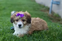 NELLY, a female Pembroke Welsh Corgi and Poodle - Miniature  for sale in Baltic, OH – 6 of 10