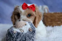 ROSCOE, a male Cavachon for sale in Baltic, OH – 6 of 10
