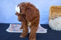 RHODA, a female Cavapoo for sale in Baltic, OH – 3 of 10