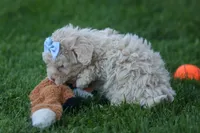 OLEN, a male Havapoo for sale in Baltic, OH – 8 of 9