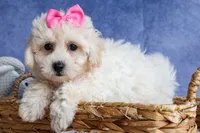 NANCY, a female Bichpoo for sale in Baltic, OH – 6 of 10