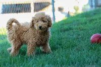 MAX, a male Miniature Goldendoodle for sale in Baltic, OH – 10 of 10