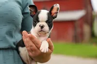 BONNIE, a female Frenchton for sale in Baltic, OH – 2 of 10