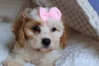 RACHEL, a female Cavachon for sale in Baltic, OH – 8 of 10