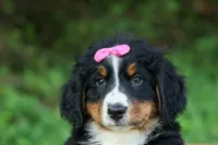 SALLY, a female Bernese Mountain Dog for sale in Baltic, OH – 5 of 10