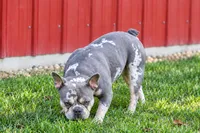 MOLLY, a male Frenchton for sale in Baltic, OH – 9 of 9