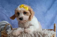 RUBY, a female Cavachon for sale in Baltic, OH – 8 of 10