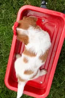 OSCAR, a male Miniature Dachshund for sale in Baltic, OH – 5 of 10