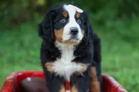 SADIE, a female Bernese Mountain Dog for sale in Baltic, OH – 3 of 10