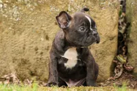 BUDDY, a male Frenchton for sale in Baltic, OH – 6 of 10
