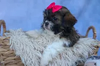 STELLA, a female Shih Tzu for sale in Baltic, OH – 1 of 10
