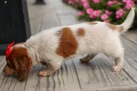 OSCAR, a male Miniature Dachshund for sale in Baltic, OH – 3 of 10