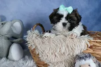HANNAH, a female Shih Tzu for sale in Baltic, OH – Photo 7 of 9