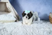 HANNAH, a female Shih Tzu for sale in Baltic, OH – Photo 5 of 9