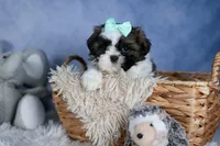 HANNAH, a female Shih Tzu for sale in Baltic, OH – Photo 2 of 9