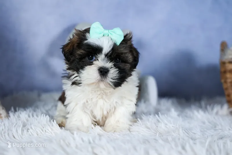 HANNAH – Shih Tzu puppy for sale in Baltic, OH