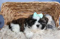 HANNAH, a female Shih Tzu for sale in Baltic, OH – Photo 9 of 9