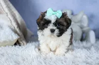 HANNAH, a female Shih Tzu for sale in Baltic, OH – Photo 3 of 9