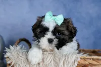 HANNAH, a female Shih Tzu for sale in Baltic, OH – Photo 6 of 9