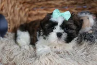 HANNAH, a female Shih Tzu for sale in Baltic, OH – Photo 8 of 9