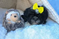 SASHA, a female Shih Tzu for sale in Baltic, OH – 7 of 10