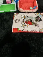 Chanel, a female Yorkshire Terrier for sale in Royse City, TX – Photo 2 of 2